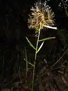 閉鎖花が結実し、冠毛がある痩果となったもの。