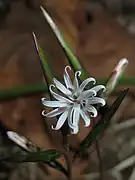 頭花は先が深く5裂した3個の筒状花からなるため、一見15裂した裂片と3個の雌蕊からなる一輪の花のように見える。
