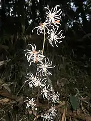 頭花は先が深く5裂した3個の小花からなるため、一見15裂した裂片と3個の雌蕊からなる一輪の花のように見える。