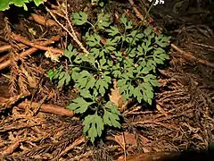 葉は茎の下部にやや輪生状になって多数つき、葉身の外回りは円形で、掌状に3-5深裂し、各裂片はさらに2-3中裂し、基部は心形になる。