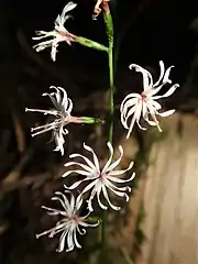 1頭花あたりの小花は3個あり、花冠は5深裂するため、1花あたり15の花冠裂片（または花弁）をもった花に見える。