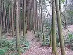 雑木林（2016年（平成28年）1月）
