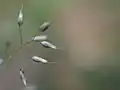 更に拡大、1個の小穂から2本の芒が出ている。