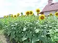 ヒマワリ園