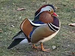 オシドリ_オス
