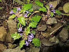 タチキランソウ山梨県南巨摩郡 2021年5月上旬