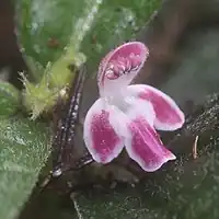 茎の先端部の葉腋に薄淡紅色の花をつける