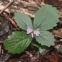 開花した個体のヤマジオウ