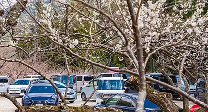 シーズンの駐車場県内外のナンバーが来園する