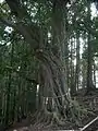 古木アカガシ