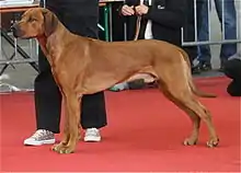 ローデシアン・リッジバック