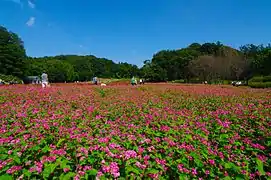 秋の花修景