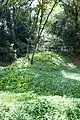 赤塚公園崖線下のニリンソウ自生地