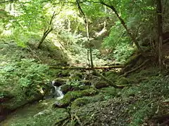 芦生研究林：Ⅰ⃝