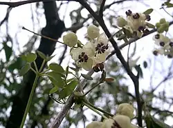 白花(雄花)