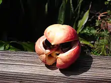 完熟して三裂した果実