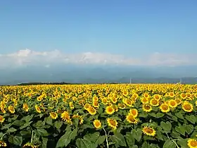 明野ひまわり畑(2010年8月撮影)