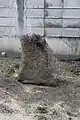上田秋成先生墓
