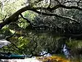 リチアスプリングスパーク近くのアラフィア川
