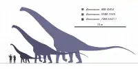 これまで発見された化石から推測された全身図
