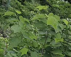 蕾を付けたウリノキ、横山岳(滋賀県長浜市)にて、2016年6月6日撮影