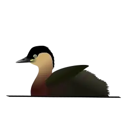 ワキアカカイツブリ