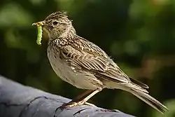 ヒバリ