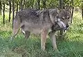 ヴォーウク(Вовк, 雄狼)