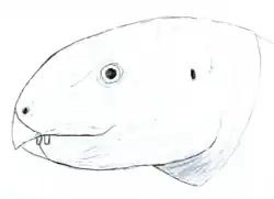 アルバロフォサウルス