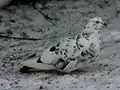 色変わり