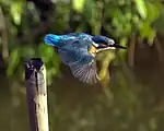 飛翔