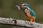 オタマジャクシを捕らえたカワセミ