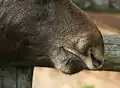 口吻