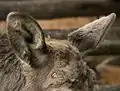 耳