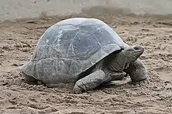 アルダブラゾウガメA. gigantea