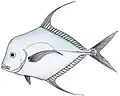 A. alexandrinus