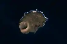 アレグランサ島の衛星画像