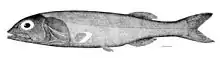 既知のセキトリイワシ科の標本画（19世紀）。Alepocephalus agassizii