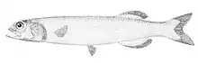 Alepocephalus bairdii