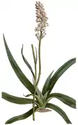 Aletris farinosa