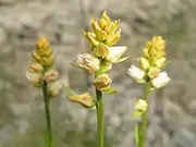 花被の下部は合着し、つぼ形になる。