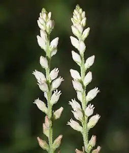 穂状花序に多数の花をやや密につける