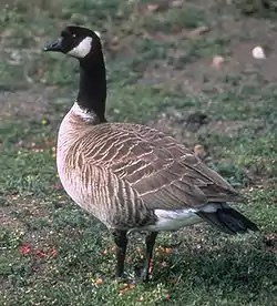 シジュウカラガン