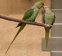 オオホンセイインコAlexandrine Parakeet