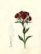 Dianthus barbatus
