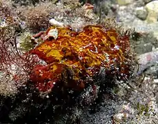 サンゴモ目 Mesophyllum 種