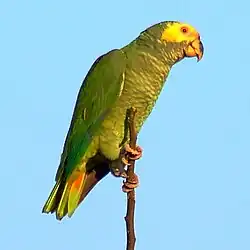ワキアカボウシインコ