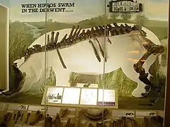 河馬の骨格を収めた、博物館の展示ケース