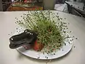 ワニの形をしたChia Pet