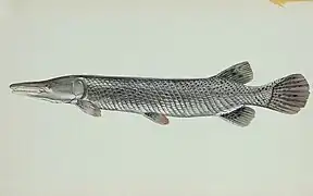 アリゲーターガーには、菱形をしたガノイン鱗の頑強な装甲がある